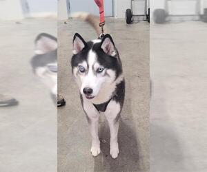 Siberian Husky Dogs for adoption in Fort Lauderdale, FL, USA