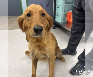 Golden Retriever-Unknown Mix Dogs for adoption in Washington, DC, USA