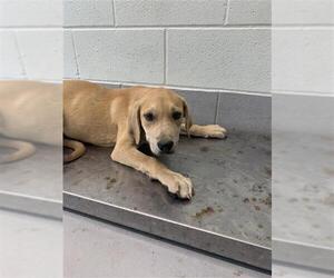 Labrador Retriever-Unknown Mix Dogs for adoption in Corpus Christi, TX, USA