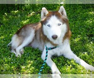 Siberian Husky Dogs for adoption in Tallahassee, FL, USA