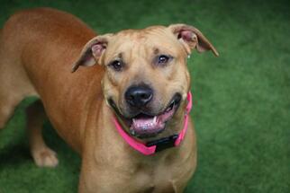 Small Labrador Retriever-Rhodesian Ridgeback Mix