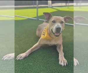 American Pit Bull Terrier-Unknown Mix Dogs for adoption in Dana Point, CA, USA