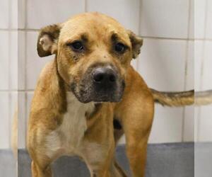 American Staffordshire Terrier-Unknown Mix Dogs for adoption in San Antonio, TX, USA