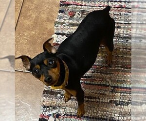 Miniature Pinscher Dogs for adoption in Polson, MT, USA