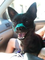 Schipperke-Unknown Mix Dogs for adoption in Coppell, TX, USA