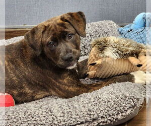 Mutt Dogs for adoption in Hilton Head, SC, USA