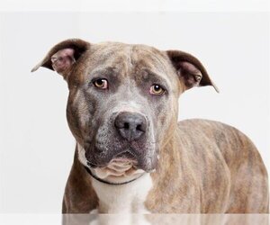 American Pit Bull Terrier-Unknown Mix Dogs for adoption in Burbank, CA, USA