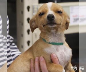 ShiChi Dogs for adoption in Washington, DC, USA