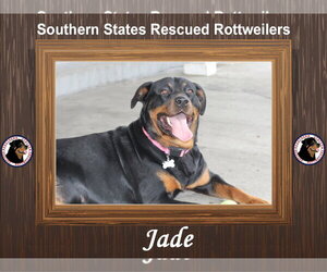 Rottweiler Dogs for adoption in White Hall, AR, USA