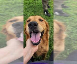 Golden Retriever-Unknown Mix Dogs for adoption in San Antonio, TX, USA