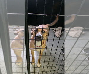 Shepradors Dogs for adoption in Osgood, IN, USA