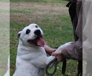 American Bulldog-Unknown Mix Dogs for adoption in Frenchburg, KY, USA