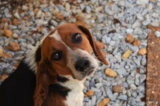 Beagle Dogs for adoption in Athens, AL, USA