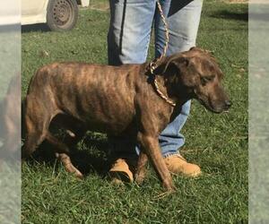 Catahoula Leopard Dog Dogs for adoption in Slidell, LA, USA