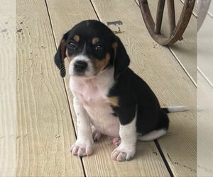 Beagle-Unknown Mix Dogs for adoption in House Springs, MO, USA