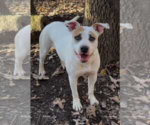 Boxer-Unknown Mix Dogs for adoption in Green Forest, AR, USA