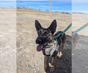 German Shepherd Dog-Unknown Mix Dogs for adoption in Imlay City, MI, USA