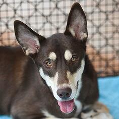 Siberian Husky Dogs for adoption in Kanab, UT, USA