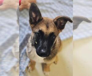 Mutt Dogs for adoption in Santa Cruz, CA, USA