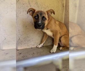 German Shepherd Dog-Unknown Mix Dogs for adoption in Oklahoma City, OK, USA