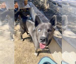 Siberian Husky-Unknown Mix Dogs for adoption in San Antonio, TX, USA