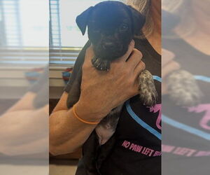 Mutt Dogs for adoption in Jackson Township, NJ, USA