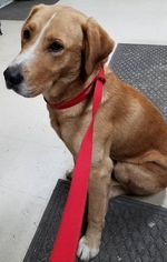 Labrador Retriever-Unknown Mix Dogs for adoption in Frisco, TX, USA