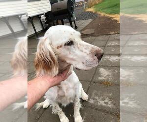 English Setter Dogs for adoption in Boise, ID, USA