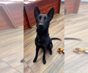 German Shepherd Dog-Unknown Mix Dogs for adoption in Hilton Head, SC, USA