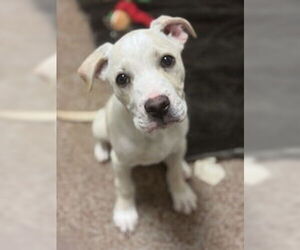 American Pit Bull Terrier Dogs for adoption in Salinas, CA, USA