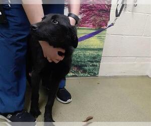 Mutt Dogs for adoption in Moreno Valley, CA, USA