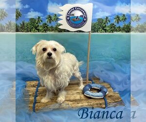 Maltese Dogs for adoption in Arcadia, FL, USA