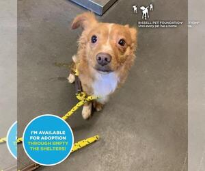Mutt Dogs for adoption in Santa Cruz, CA, USA