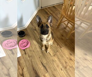 Labrador Retriever-Unknown Mix Dogs for adoption in Aurora, IN, USA