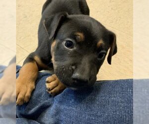 Rottweiler Dogs for adoption in Olathe, KS, USA