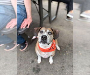 Beagle-Unknown Mix Dogs for adoption in Westwood, NJ, USA