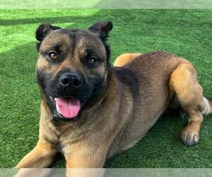 Rottweiler-Unknown Mix Dogs for adoption in Orange, CA, USA