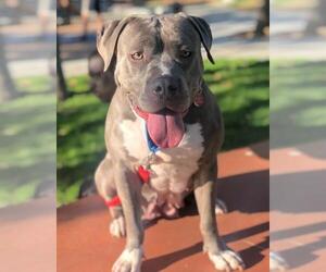 American Pit Bull Terrier Dogs for adoption in West Hollywood, CA, USA