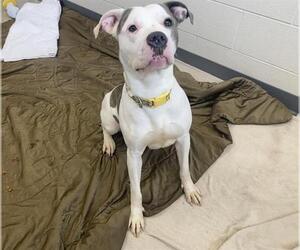 American Pit Bull Terrier Dogs for adoption in Fort Wayne, IN, USA