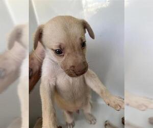Labrador Retriever-Unknown Mix Dogs for adoption in Houston, TX, USA