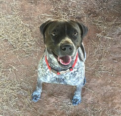 American Pit Bull Terrier-German Shorthaired Pointer Mix Dogs for adoption in Locust Grove, GA, USA
