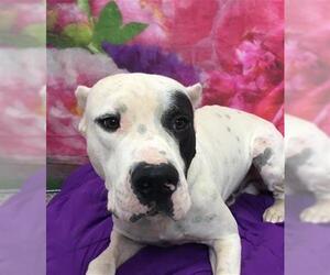 Dogo Argentino Dogs for adoption in Henderson, NV, USA