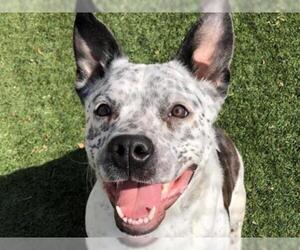 American Pit Bull Terrier-Dalmatian Mix Dogs for adoption in Nashville, TN, USA