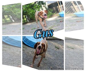 Redbone Coonhound Dogs for adoption in Berkeley Springs, WV, USA