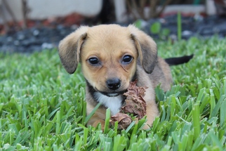 Mutt Dogs for adoption in Fort Lauderdale, FL, USA