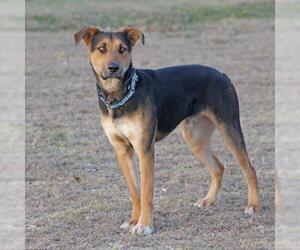 Shepradors Dogs for adoption in White River Junction, VT, USA