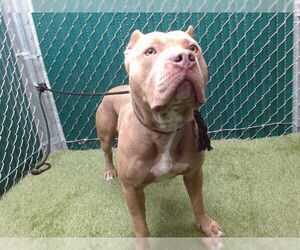 Mutt Dogs for adoption in Downey, CA, USA