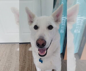 - Mix Dogs for adoption in Hoffman Estates, IL, USA