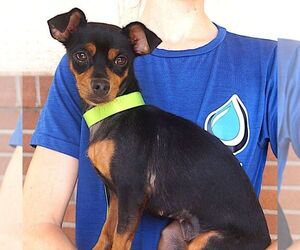 Chipin Dogs for adoption in Carrollton, TX, USA