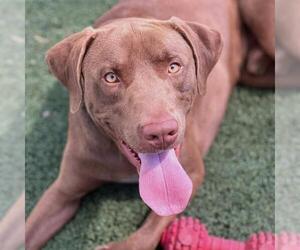 Labrador Retriever-Unknown Mix Dogs for adoption in San Diego, CA, USA